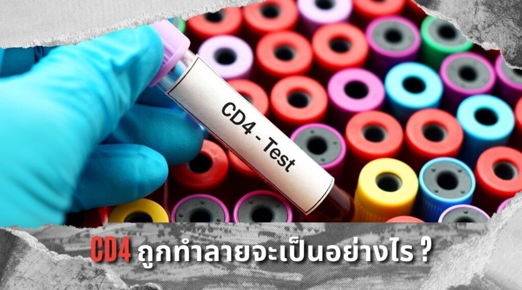 CD4 ถูกทำลายจะเป็นอย่างไร